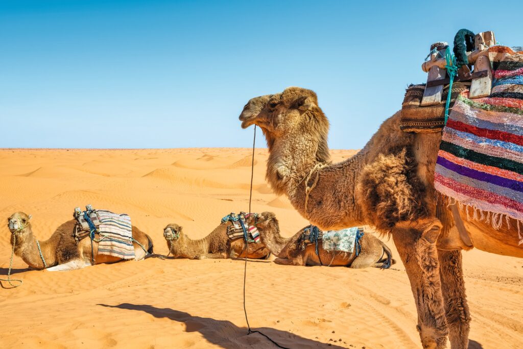 camel de sahara pour l'excursion de desert