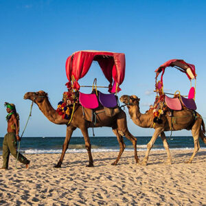 camel djerba adromadaire balade