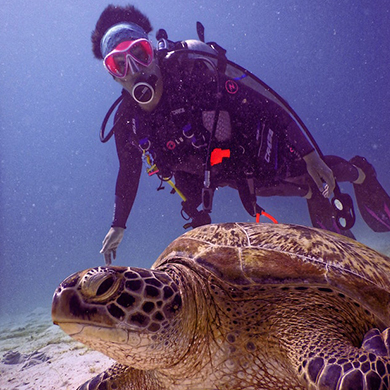 Plongée sous-marine pour explorer les fonds marins de l'île de djerba