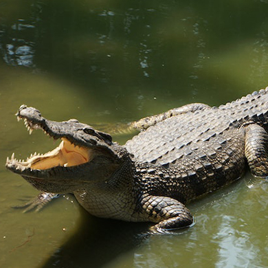 visite vers le parc des crocodile djerba explore