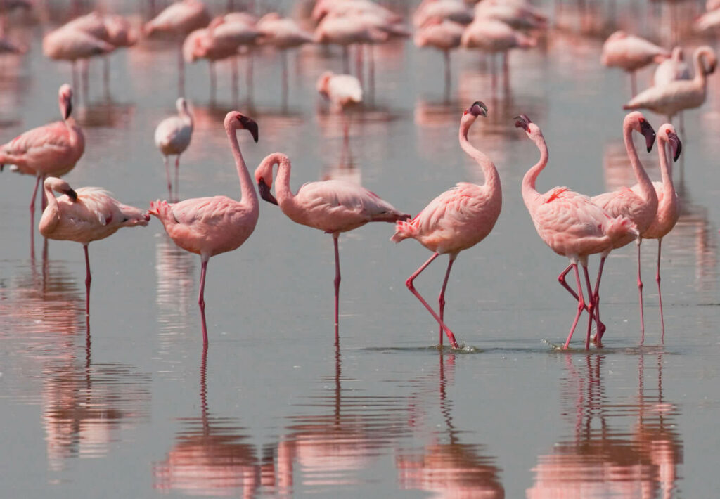 djerba les flamants rose sur l'ile