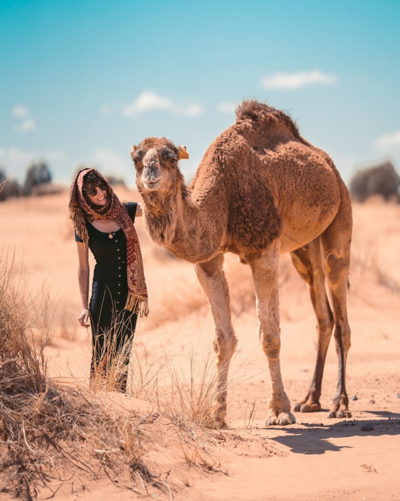 dromadaire avec une beauté de djerba