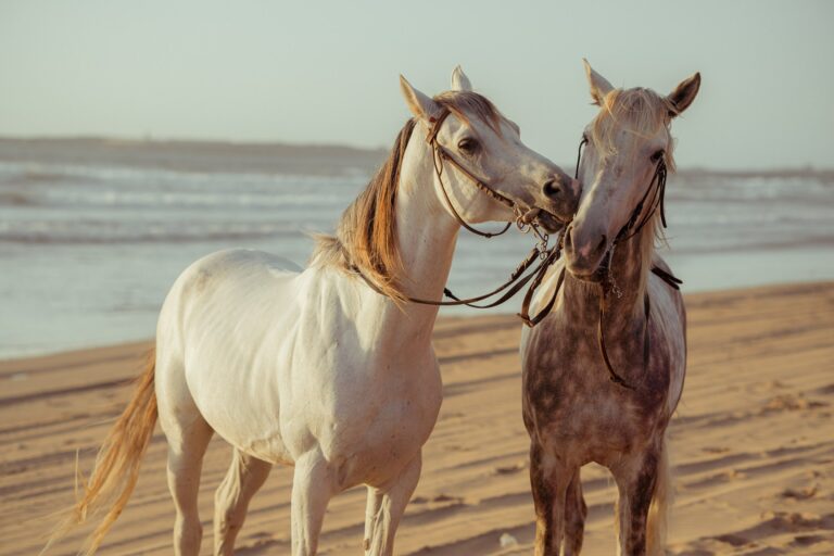 plage djerba sur cheval