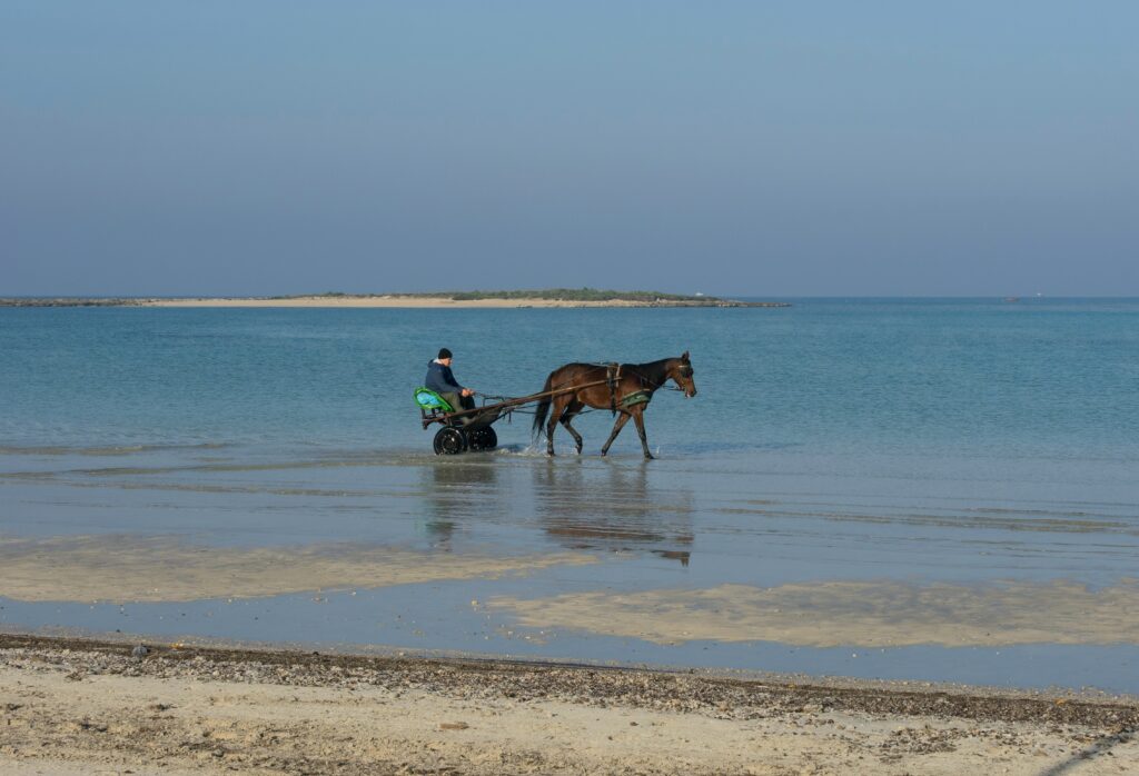 l'ile des flamand rose sur cheval