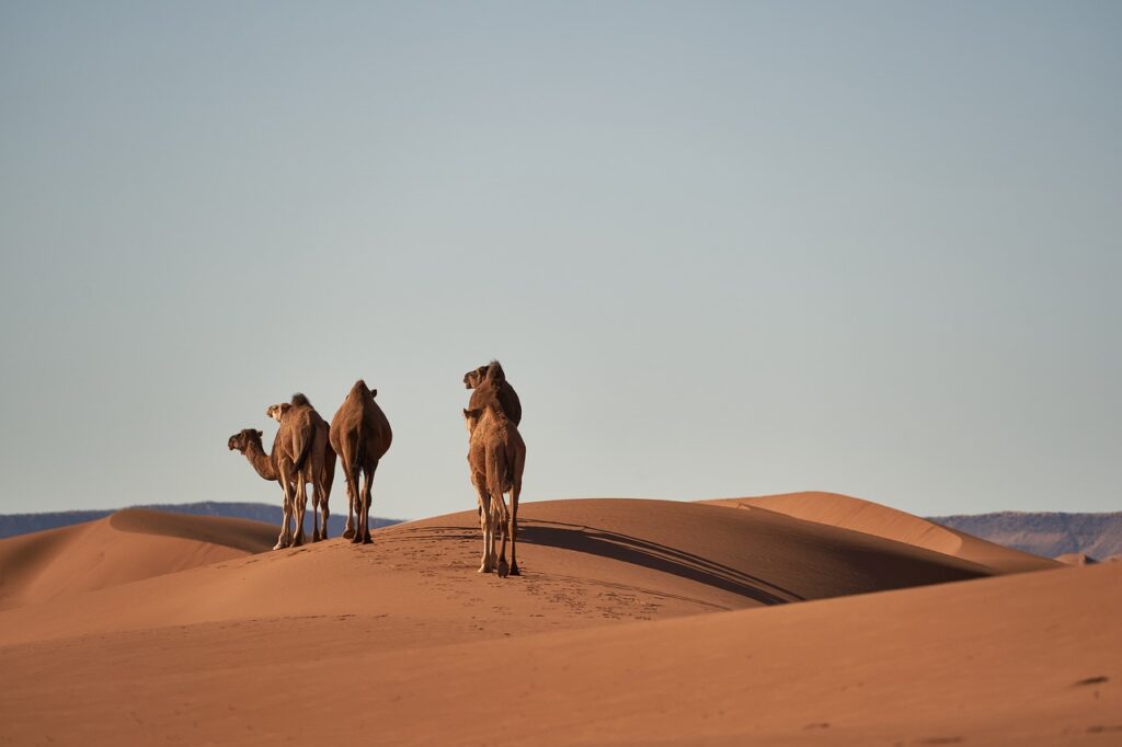 sahara dromadaire camel
