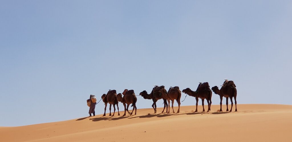 camelus, nature, desert-djerba