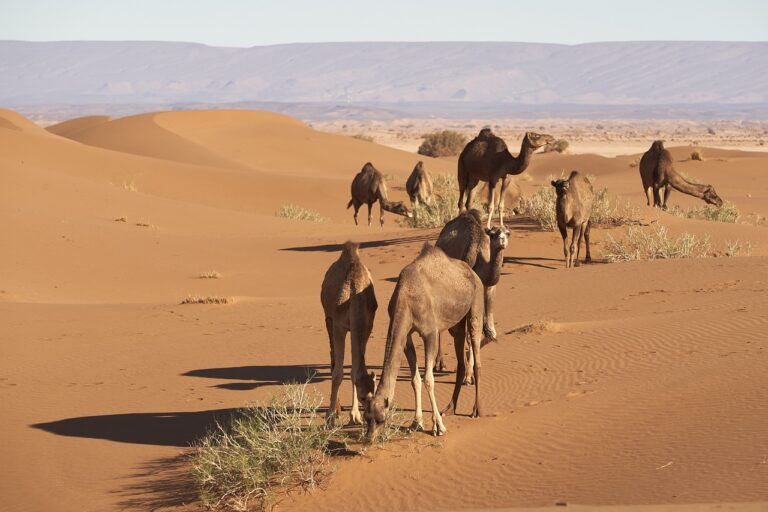 dromedary, sahara, desert-tunisia price