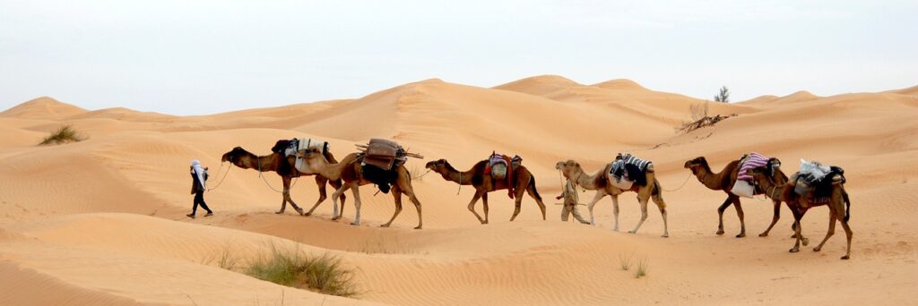 chameaux excursion sahara
