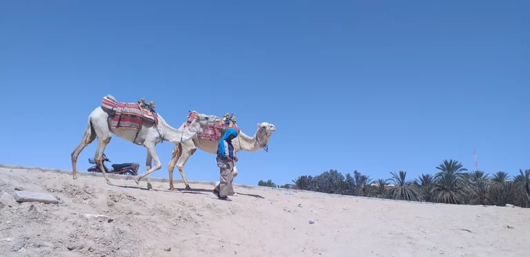 tozeur tunisia