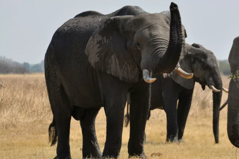 botswana desert