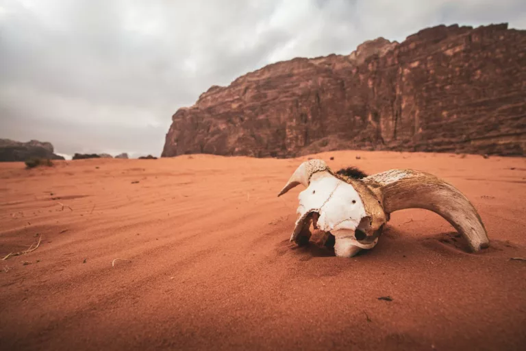 desert jordanie