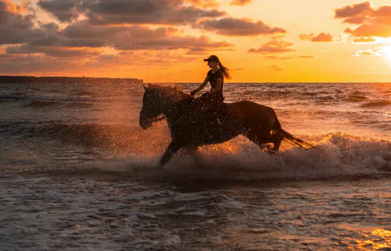 djerba cheval equitation