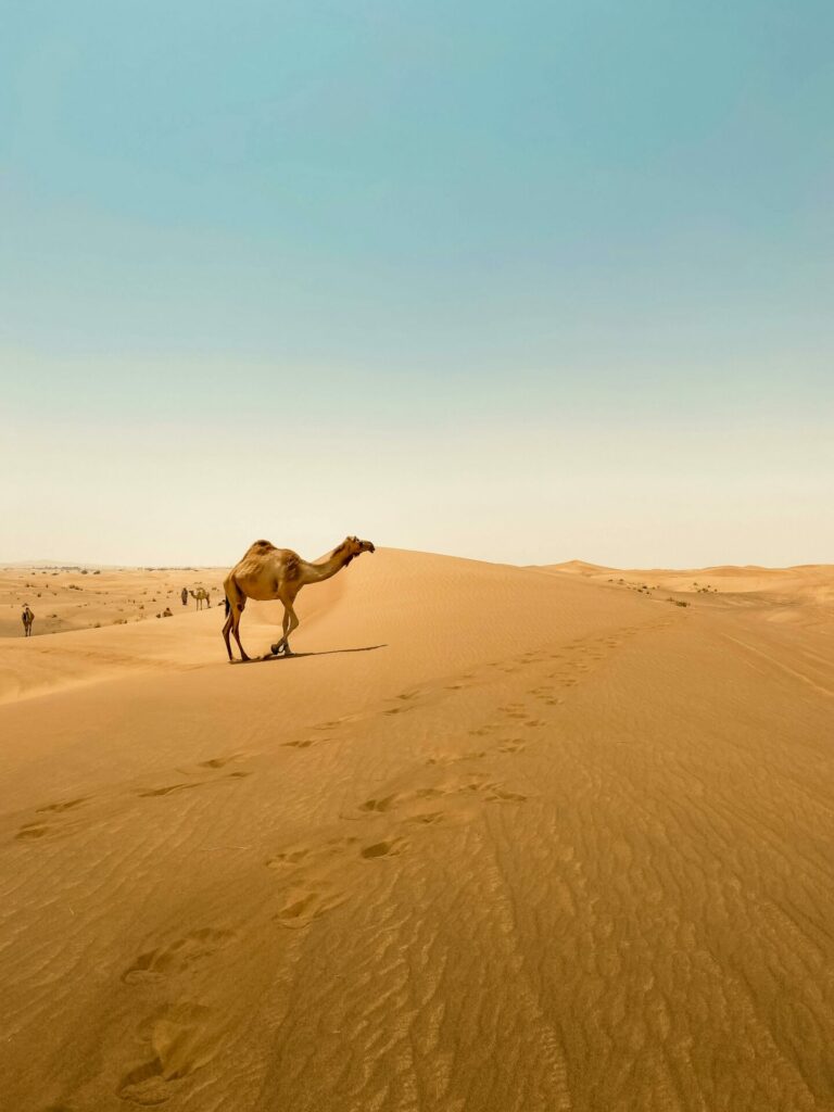 dromadaire djerba balade