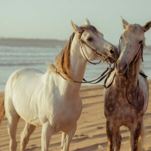 plage djerba sur cheval