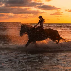 djerba cheval equitation