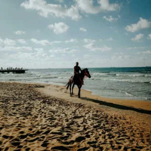 djerba cheval flamant roses